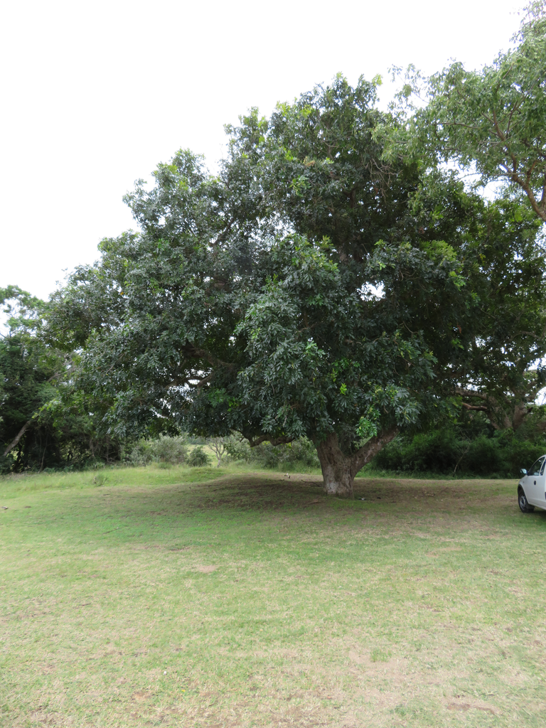 Natal Mahognay Tree