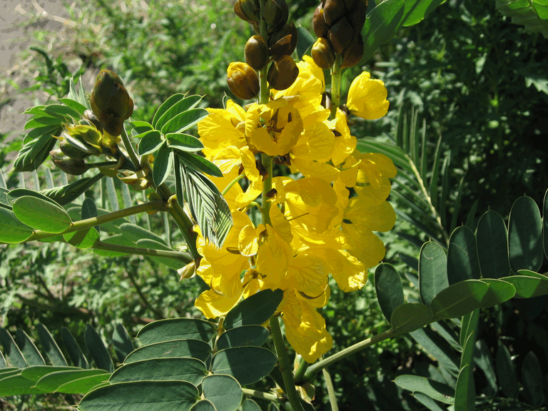 Yellow wild little tree flowers