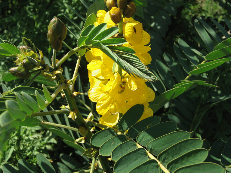 Flowering Wild