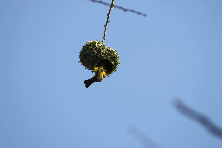 African Masked Weaver Bird Nest