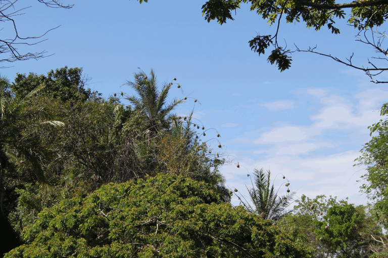 African Masked Weaver Colony