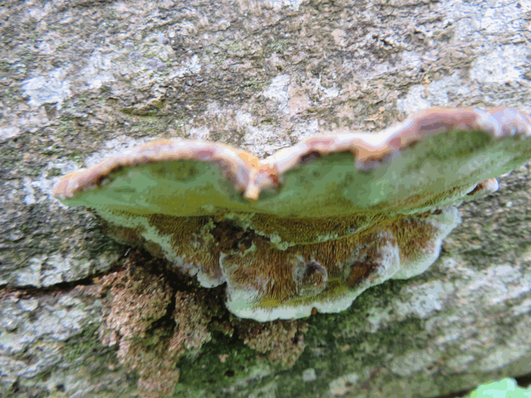 Fungi near Mission Rocks