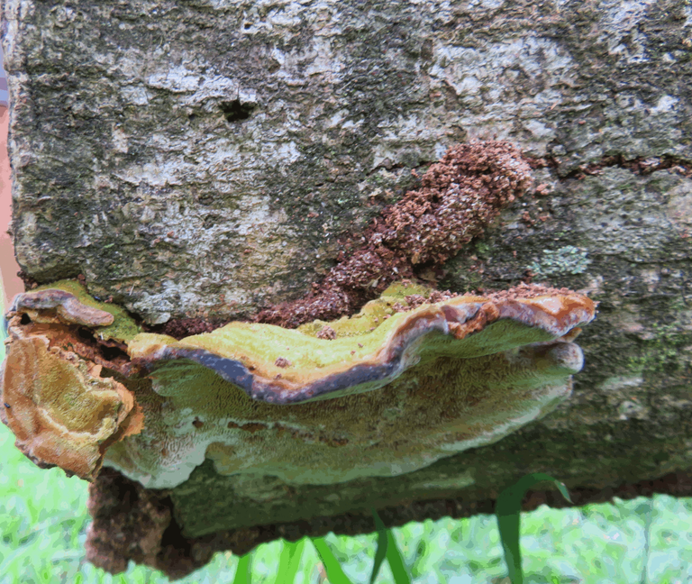 Fungi Isimanagliso Parklands