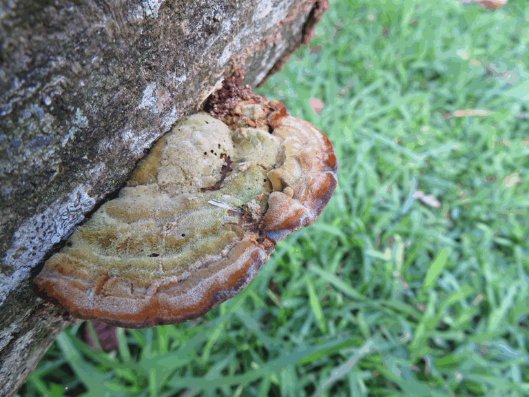 Fungi KZN South Africa