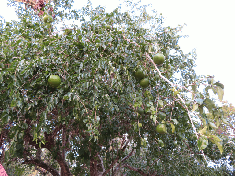 Green Monkey Orange Trees