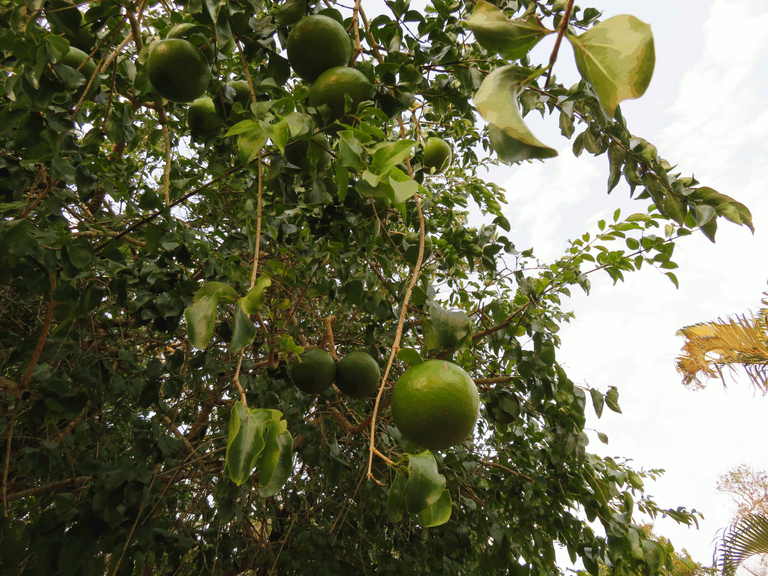 Green Monkey Orange Trees