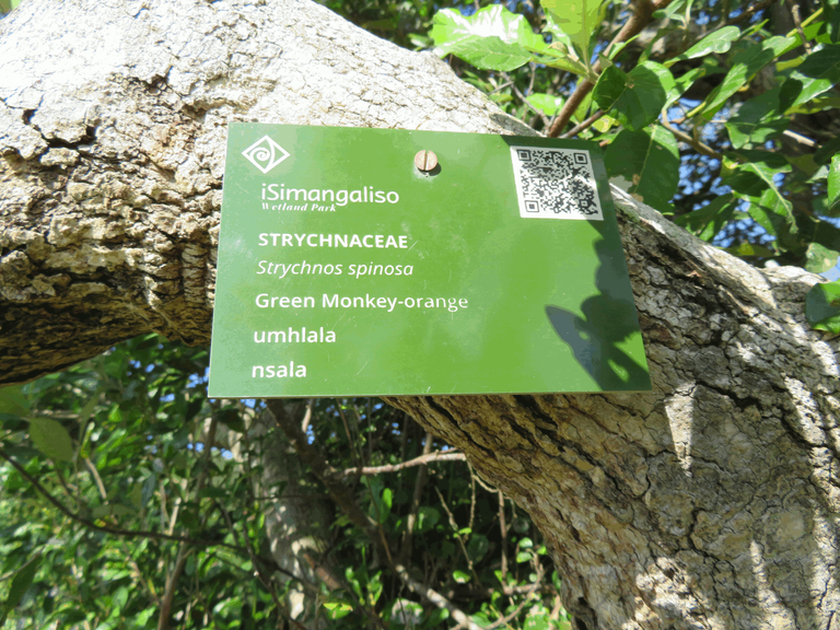 Green Monkey Orange Trees