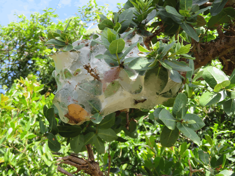 Broad-leaf Resin Ants