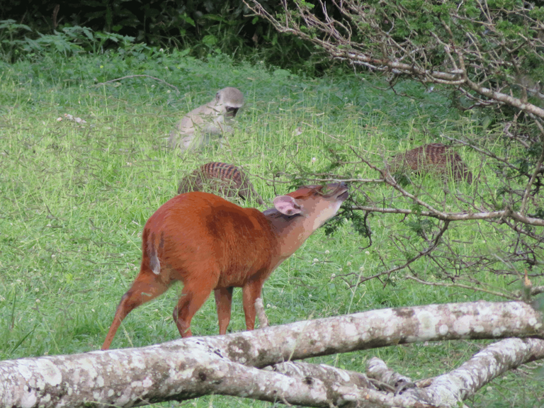 Animal Photography