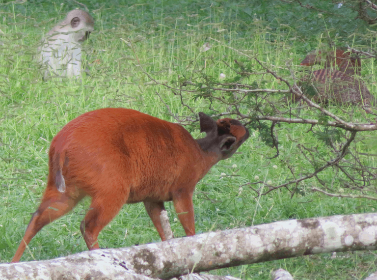 Animal Harmony