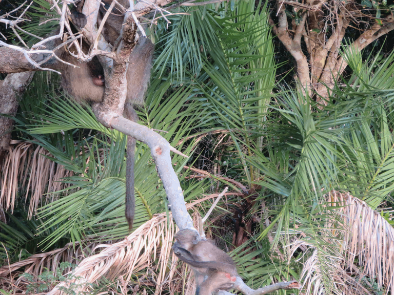 Chacma Baboon Babies