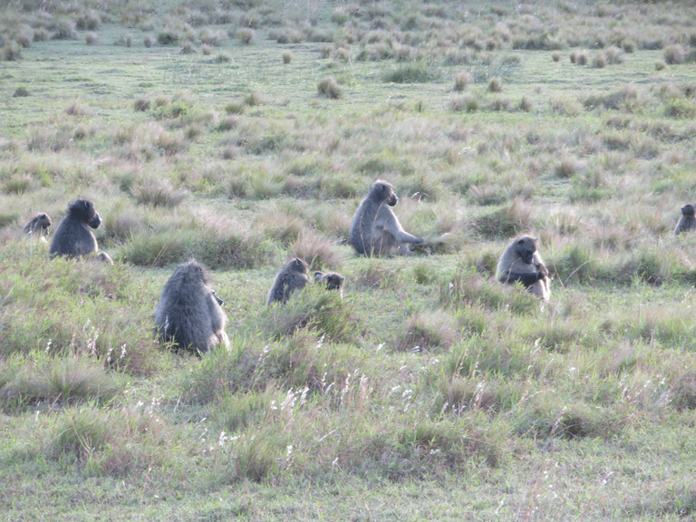 Chacma Baboon Troop