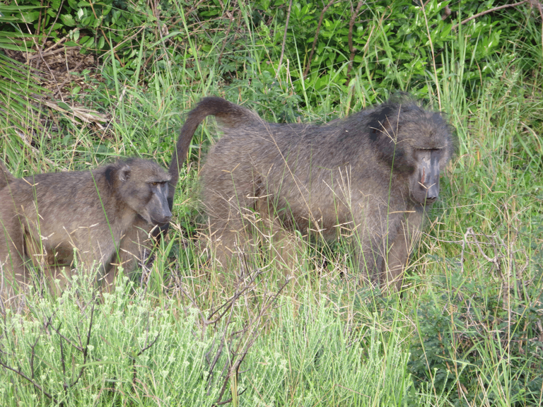 Chacma Baboon Female and Male