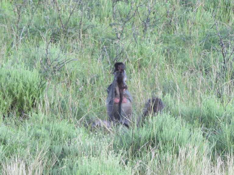 Chacma Baboon Babies