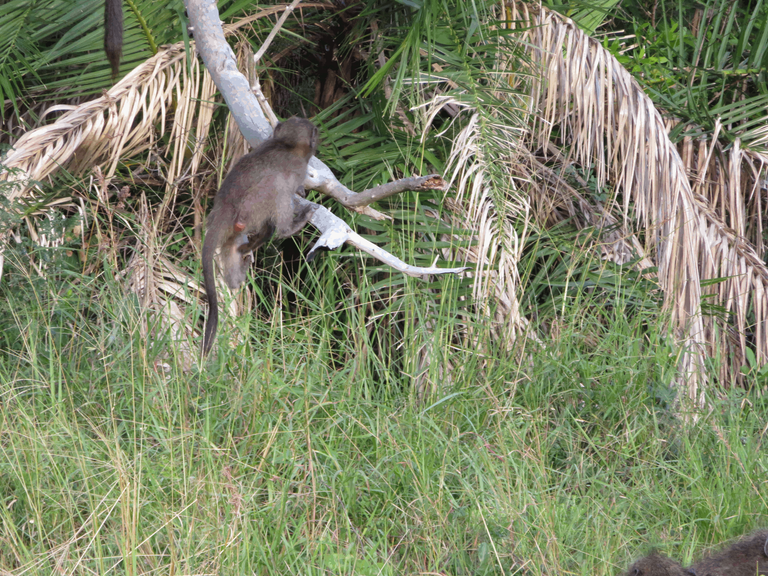 Chacma Baboon Babies