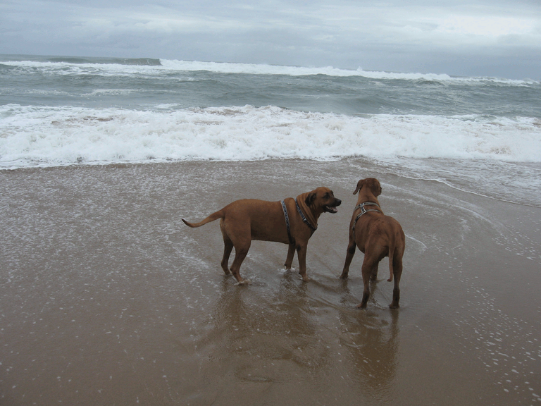 Dogs_Rhodesian_Ridgeback