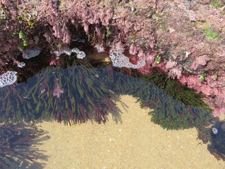 Macrophotography Beach Pools