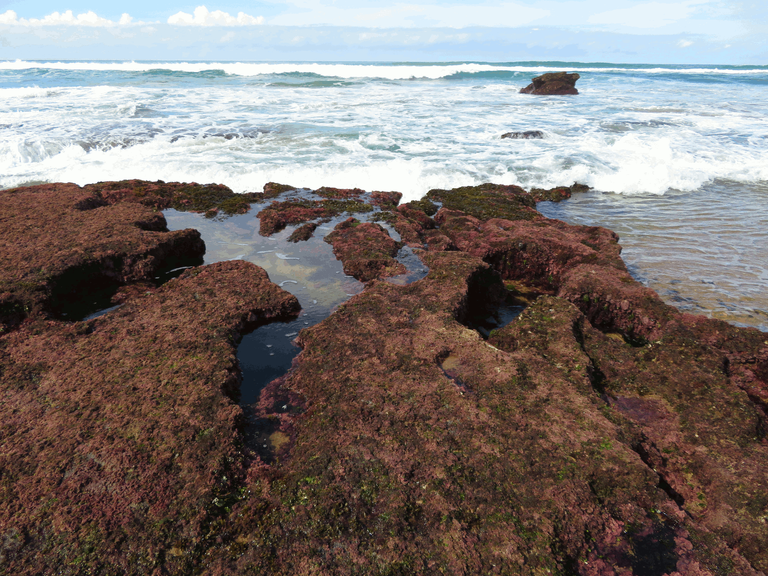 Macrophotography Beach Pools