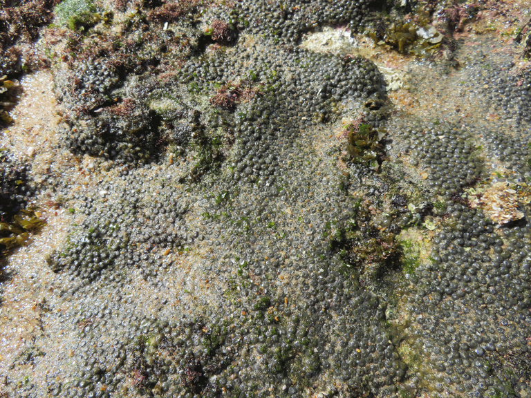 Macrophotography Beach Pools