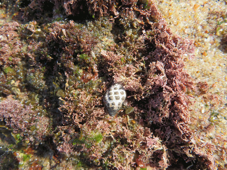 Macrophotography Beach Pools