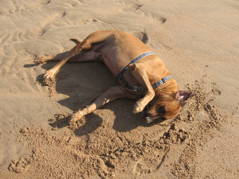 Dogs_Rhodesian_Ridgeback