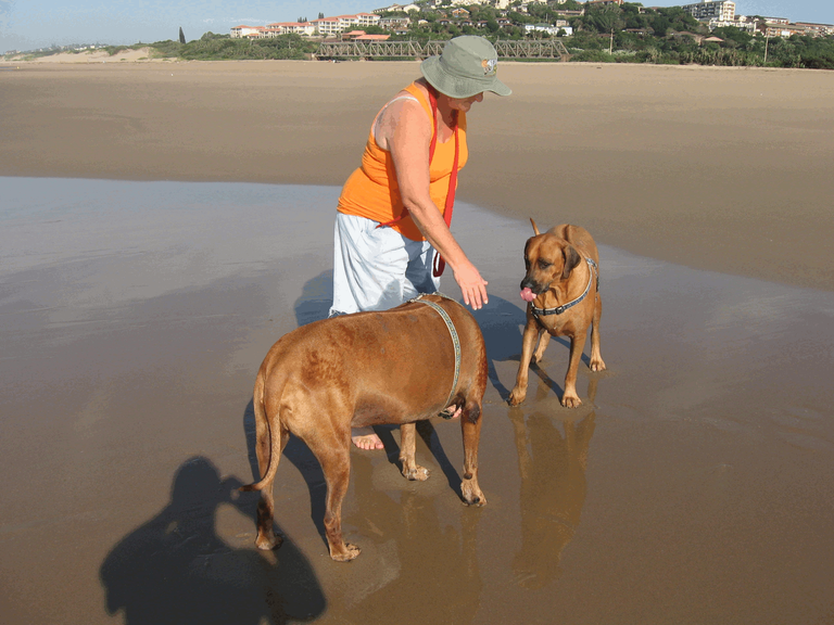 Dogs_Rhodesian_Ridgeback