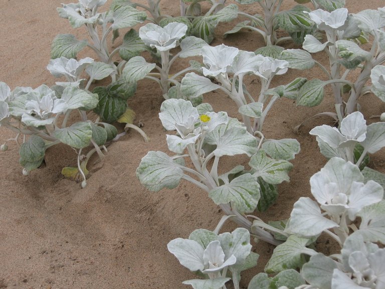 Beach Flowers