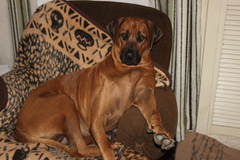 Jodi_Rhodesian_Ridgeback