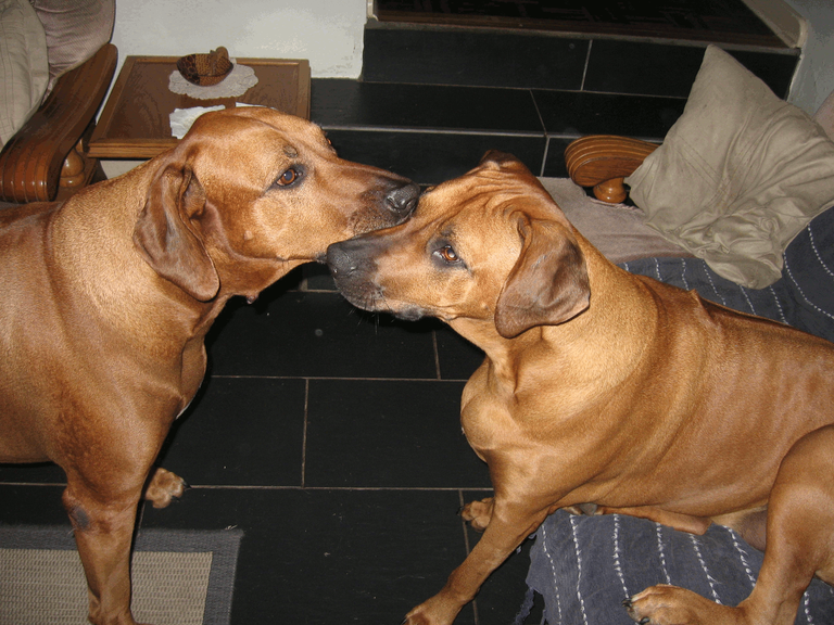 Dogs_Rhodesian_Ridgeback