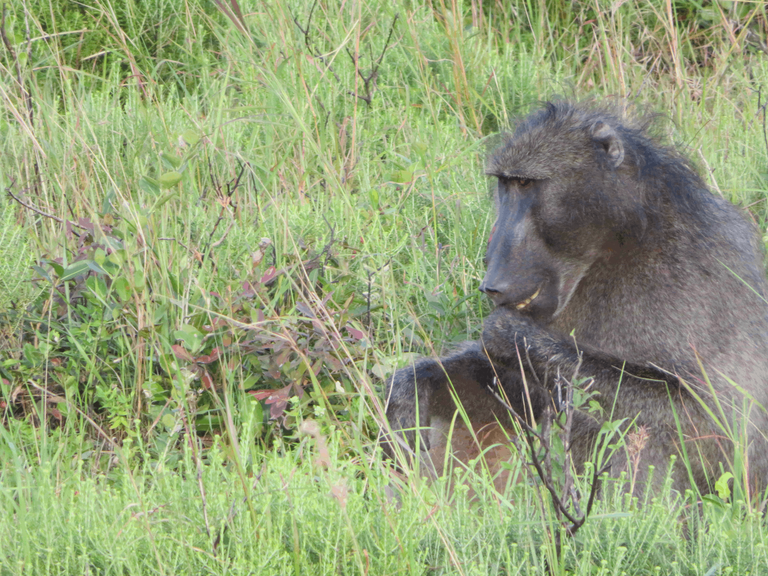 Chacma Baboon Male