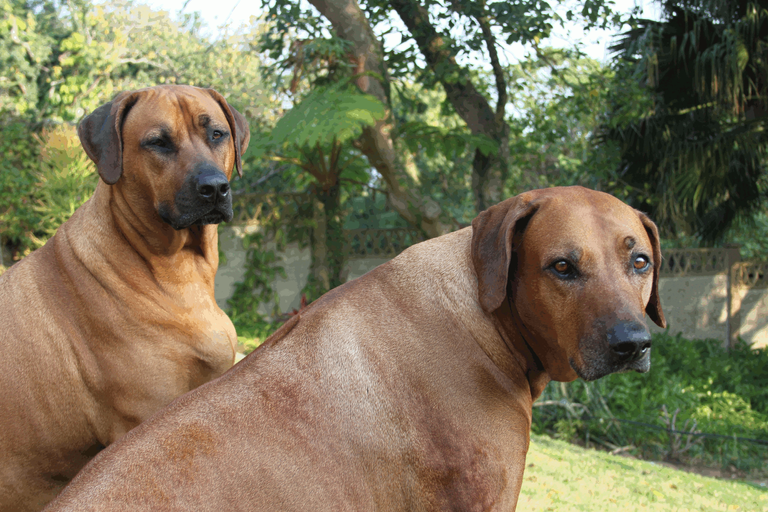 Rhodesian Ridgeback Dogs