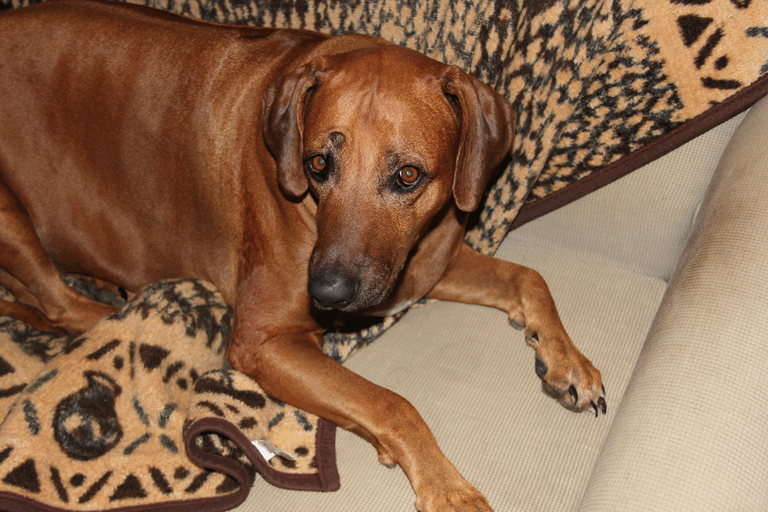 Rex_Rhodesian_Ridgeback