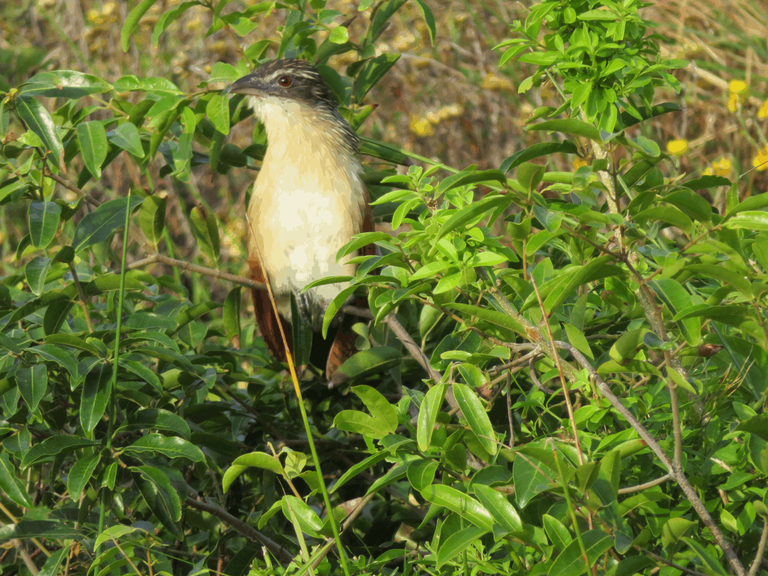 Burchell's coucal Birds of South Africa