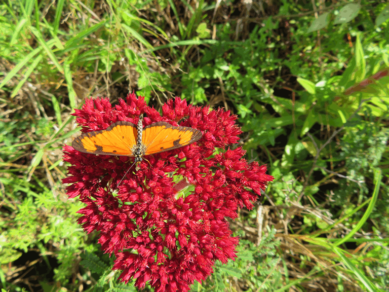 Gaudy Commodore Butterfly