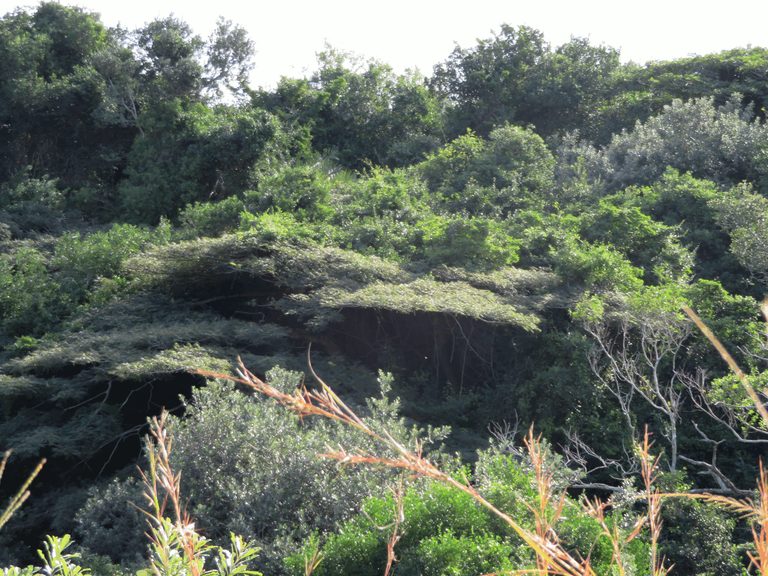 Tree Forest