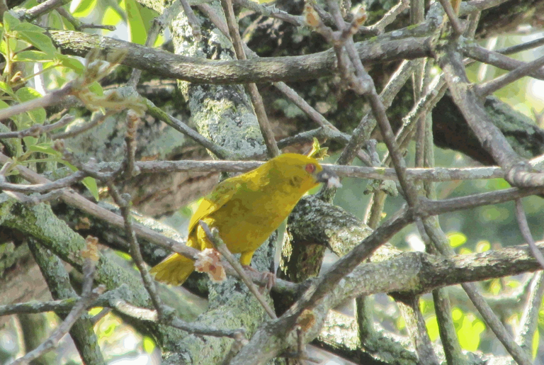 African Golden Weaver