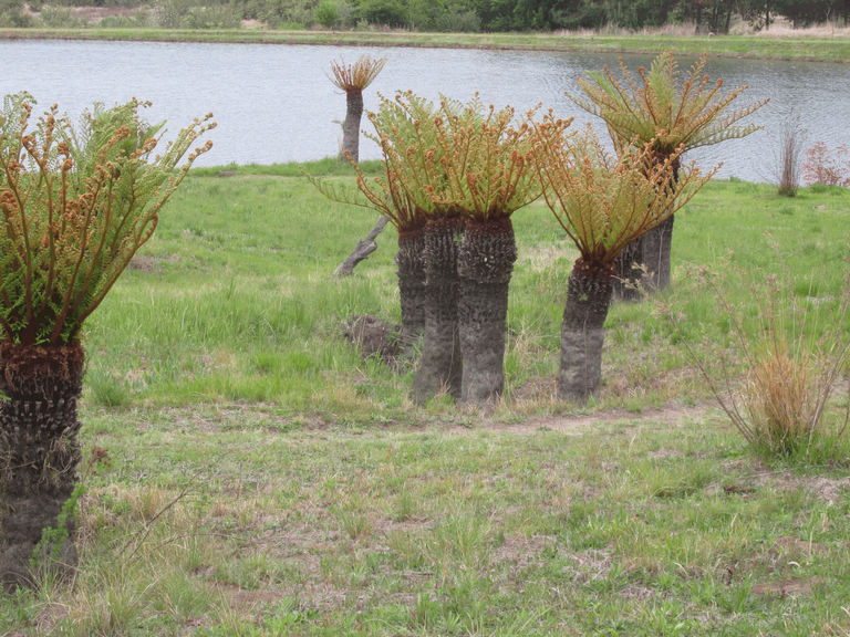 Cyathea dregei Kunze