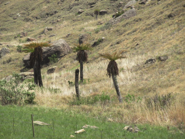 Cyathea dregei