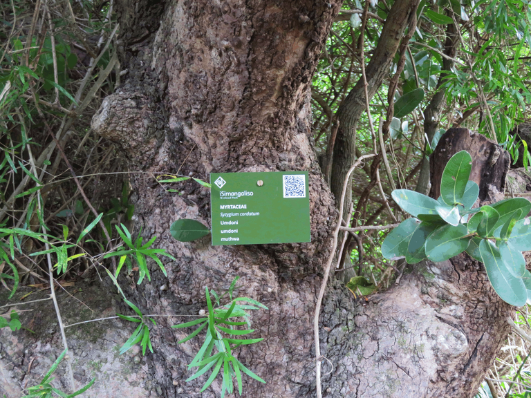 Water-berry tree