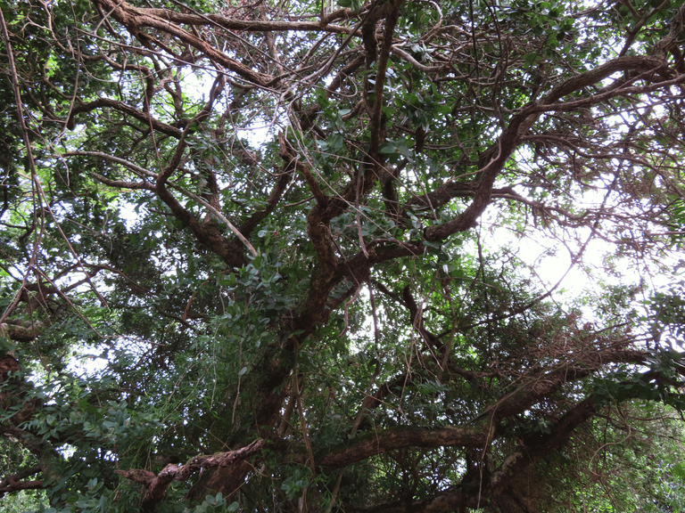 Water-berry tree