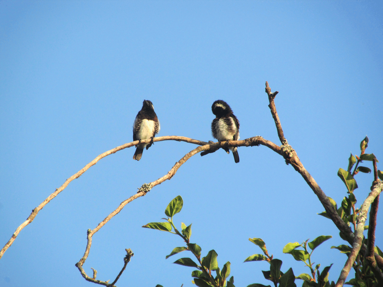 White eared barbet Amanzimtoti