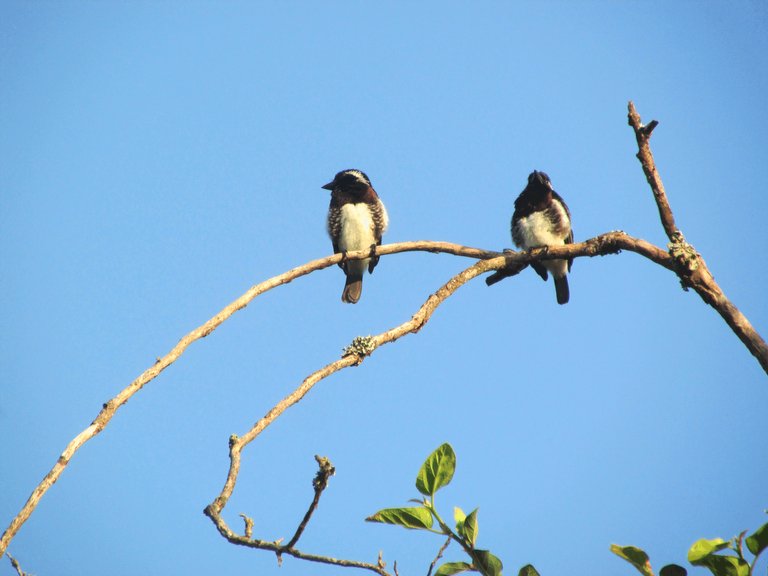 White eared barbet