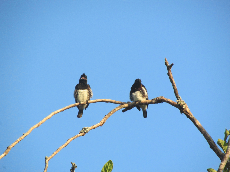 White eared barbet