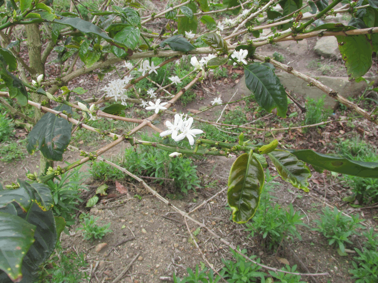 Coffee Tree Flowers and Leaves