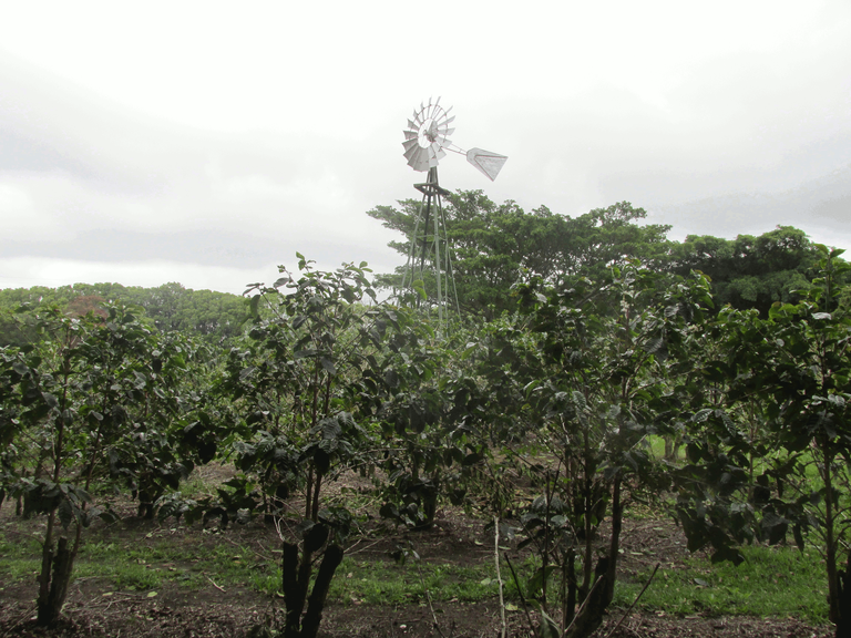 Coffee Trees Plantation