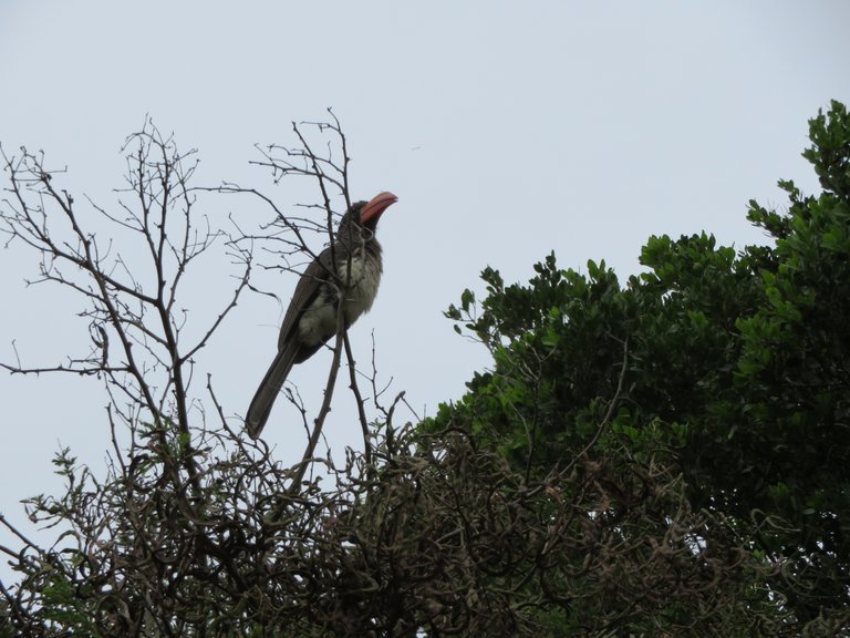 Southern Yellow-Billed Hornbill