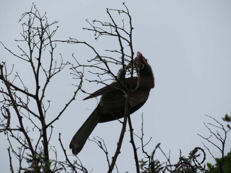 Southern Yellow-Billed Hornbill