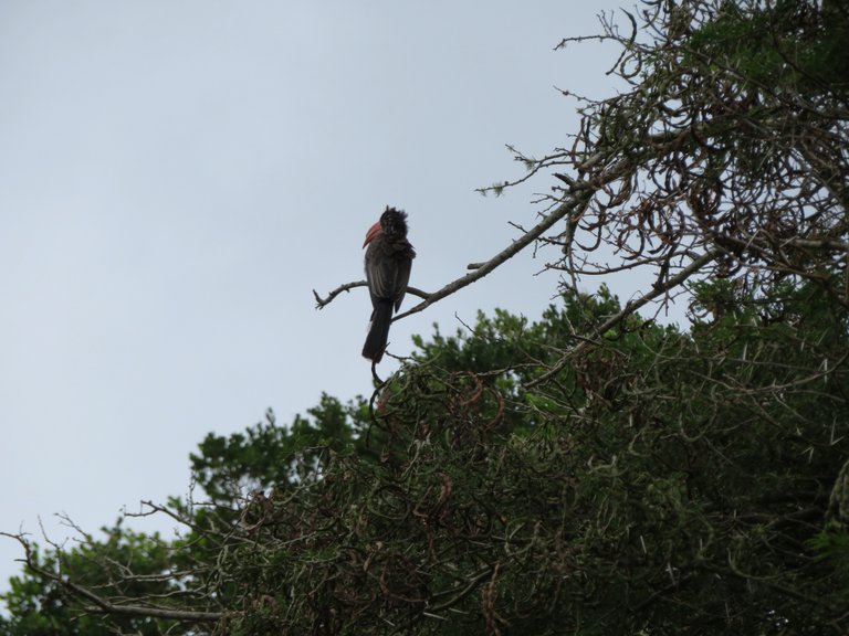 Southern Yellow-Billed Hornbill