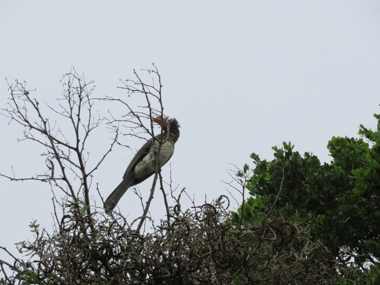 Southern Yellow-Billed Hornbill