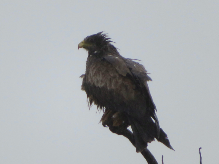 Yellow billed kite